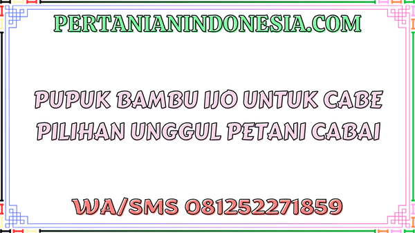 Pupuk Bambu Ijo Untuk Cabe Pilihan Unggul Petani Cabai